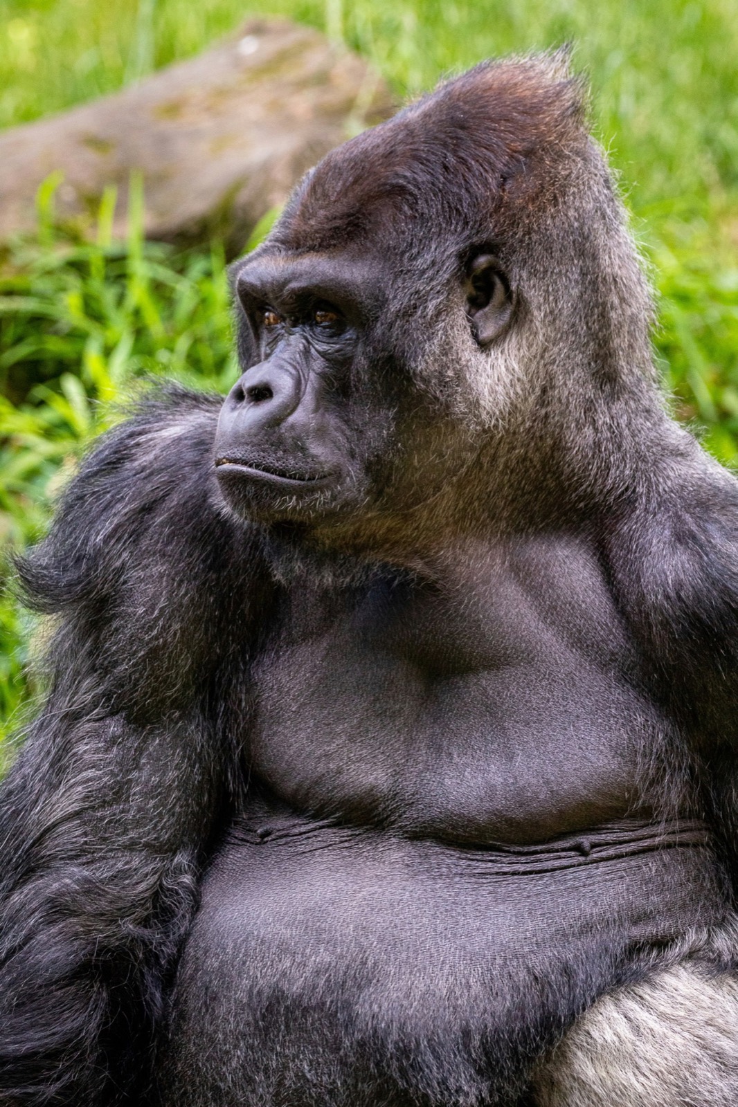 Gorila de montaña en Bwindi, Uganda