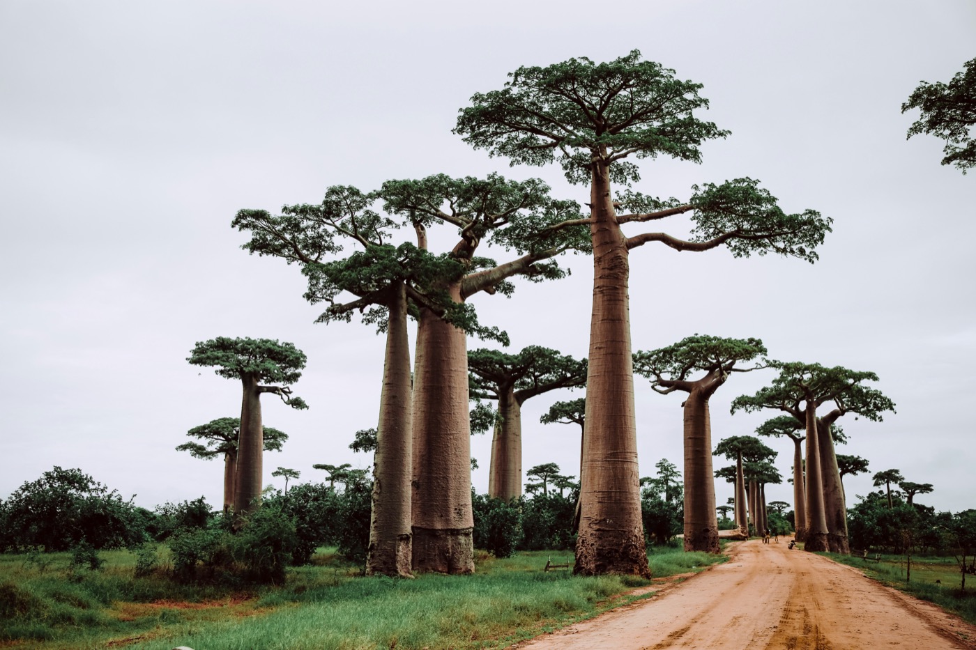 Baobabs de Madagascar