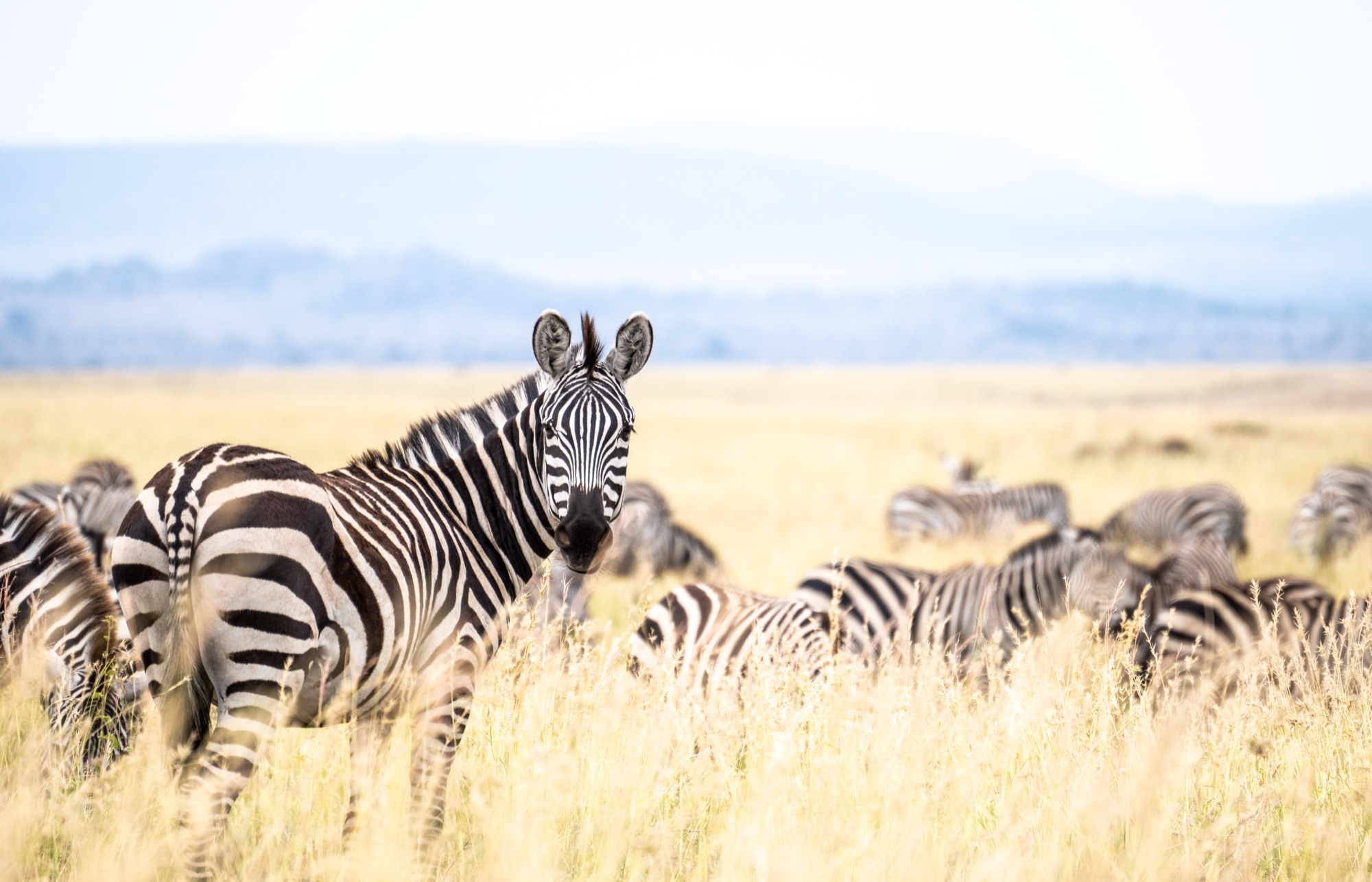 Manada de cebras en el Serengeti, Tanzania